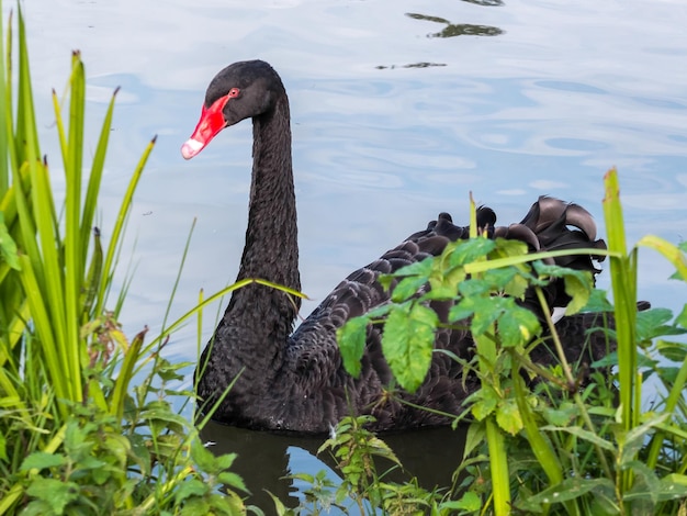 Cisne negro cygnus atratus