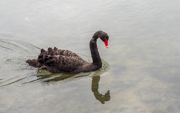 Cisne negro de bico vermelho adulto nadar no rio na Inglaterra