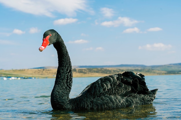 Un cisne negro duerme en un lago holandés