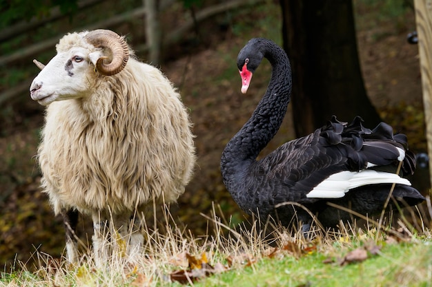 Cisne negro e ovelha wallachian