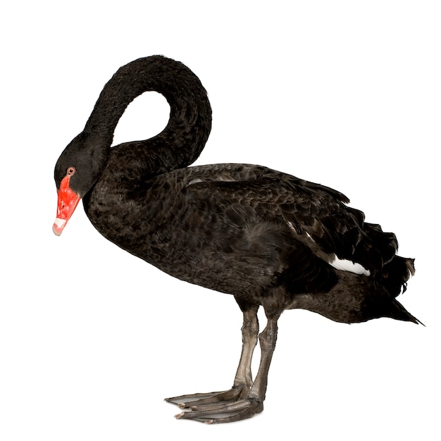 Cisne negro em branco