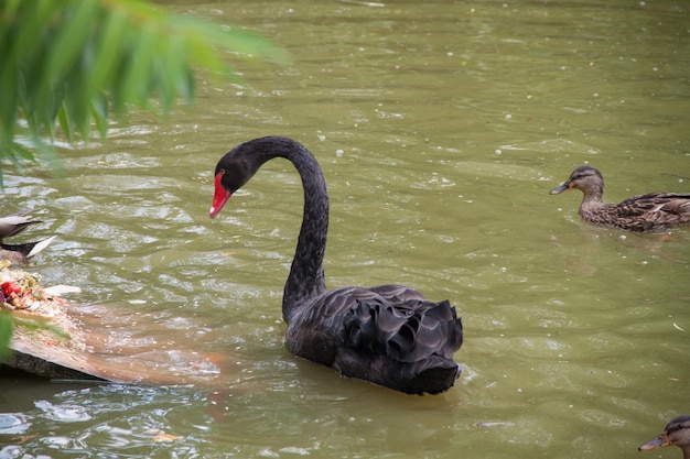 Cisne negro em um lago verde