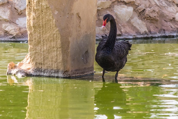 Un cisne negro se encuentra en un estanque cerca de un soporte de puente