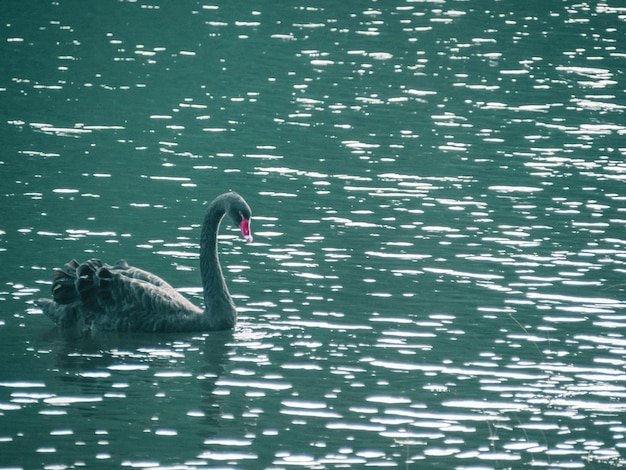 Un cisne negro está nadando en el agua.