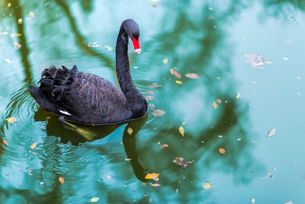 Un cisne negro en un estanque.