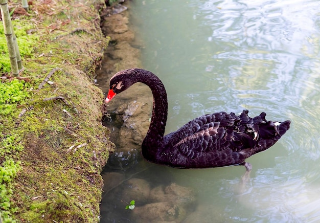 Cisne negro fechado flutuando no lago perto da costa coberta de musgo uma bela ave aquática grande