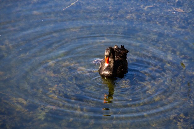 Cisne negro flotando en la superficie del lago