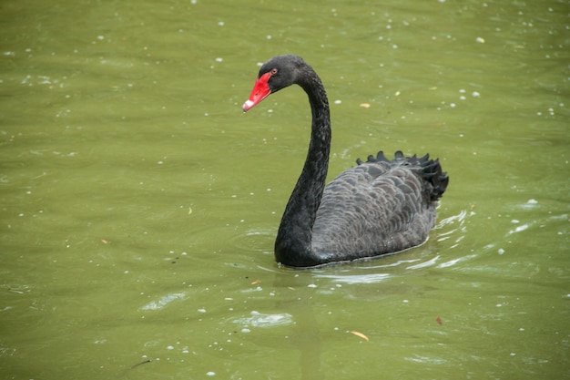 Cisne negro en un lago verde