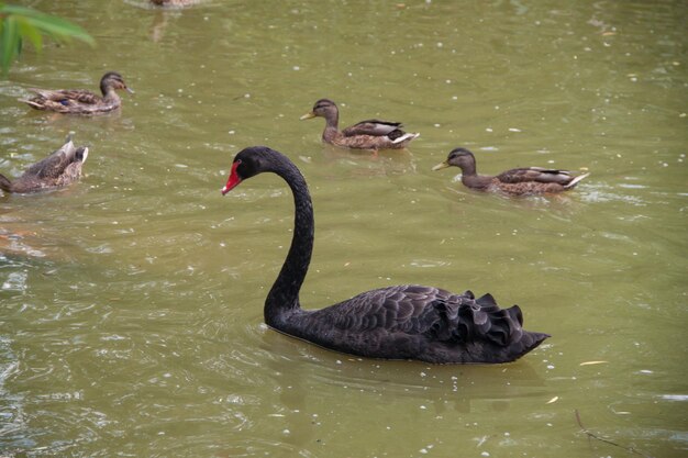 Cisne negro en un lago verde