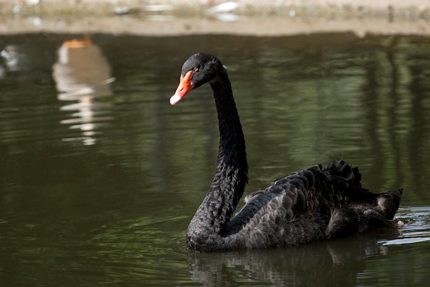 Cisne negro en el lago