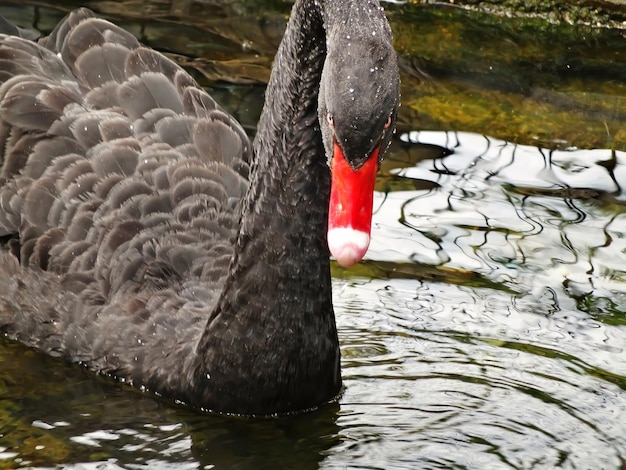 Cisne negro maduro de cerca en el lago