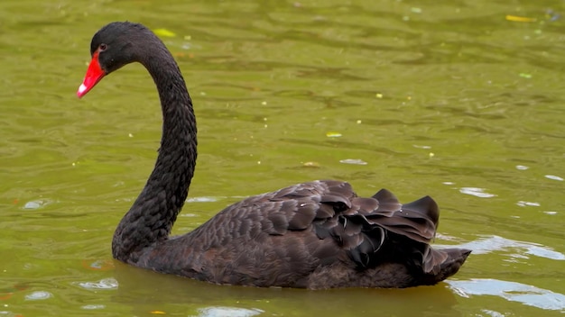 Cisne Negro na água de perto