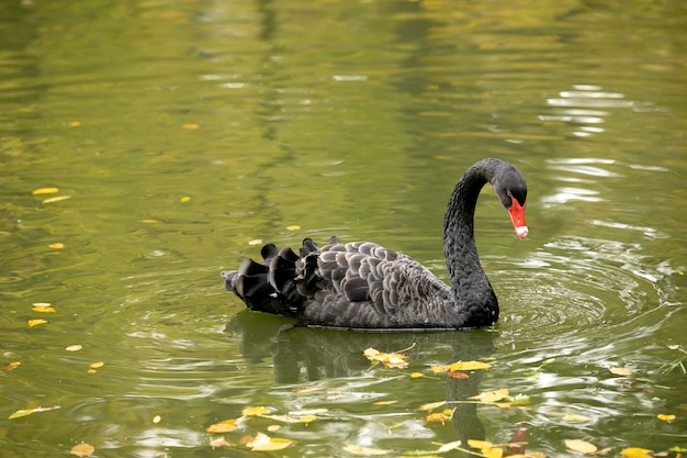 El cisne negro nada en el estanque de otoño. Buscando comida bajo el agua. Concepto de vida silvestre