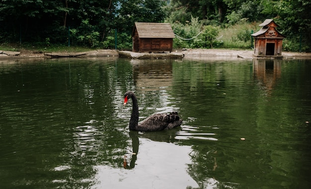 Cisne negro nada en el lago en verano