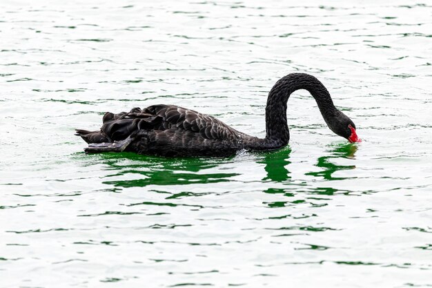 Cisne negro nadando calmamente nas águas calmas do lago.