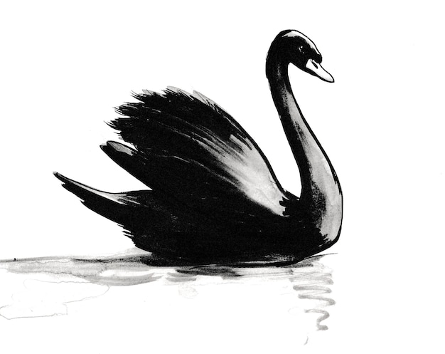 Cisne negro nadando. Desenho a tinta e aguarela