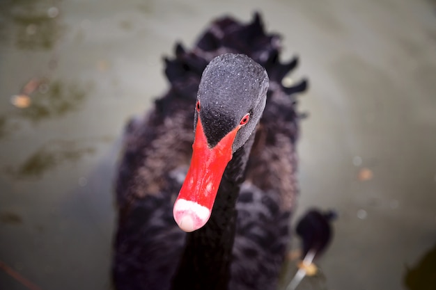 Cisne negro nadando em closeup de lagoa