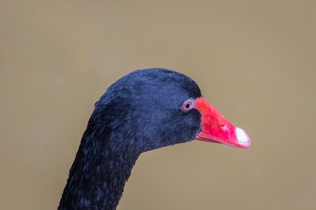 Cisne negro nadando em um fundo de piscina