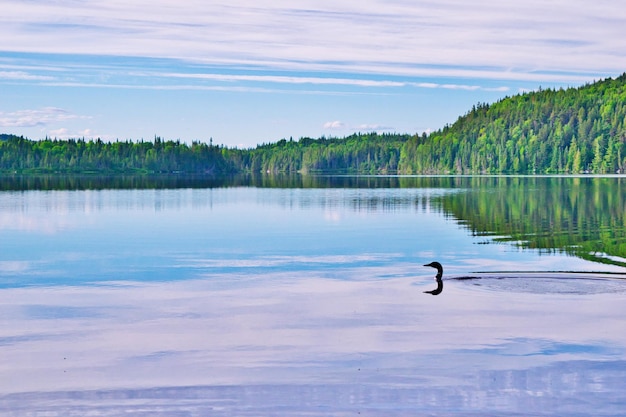 Foto cisne negro nadando en el lago contra el cielo