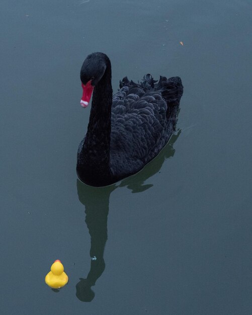 Foto cisne negro nadando en el lago