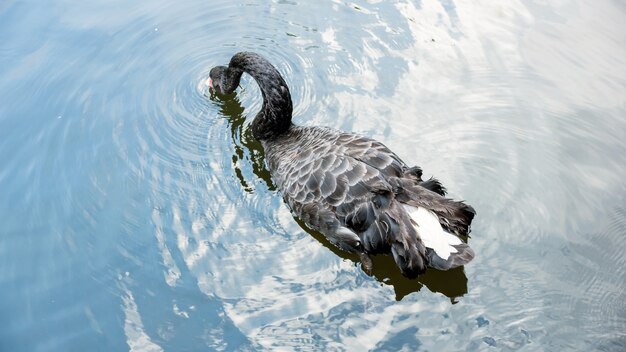 Cisne negro nadando en el lago.