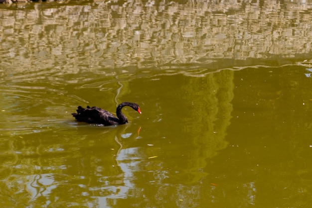 Cisne negro nadando en la superficie del lago