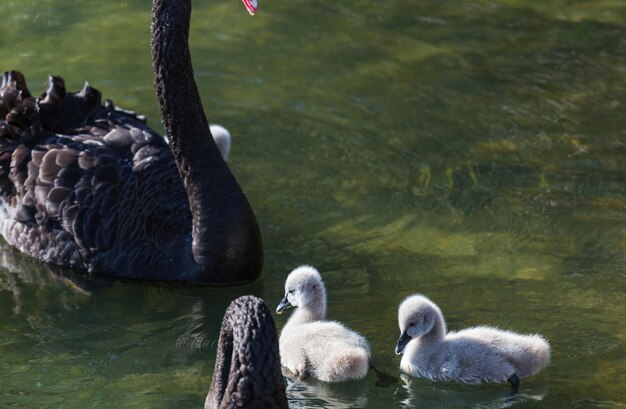 Cisne negro no lago enevoado da Nova Zelândia