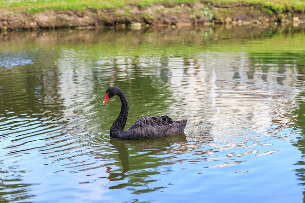 Cisne negro no lago