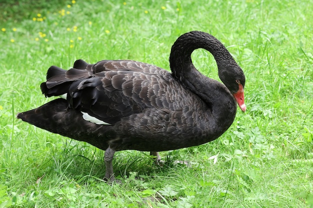 Cisne negro pastando na grama