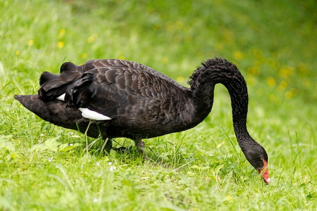 Foto cisne negro pastando na grama