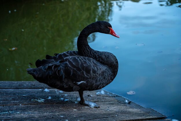 Cisne negro perto da lagoa