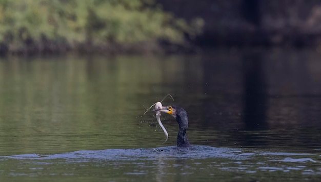 Foto un cisne negro con un pez en la boca está comiendo un pez.