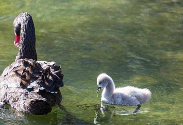 Cisne negro con pichones en el lago en Nueva Zelanda