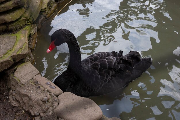 Cisne negro con pico rojo en un lago en el parque