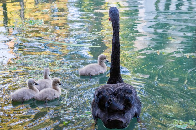 Cisne negro con pollitos en el lago en un soleado día de primavera