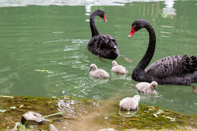 Cisne negro con pollitos en el lago en un soleado día de primavera