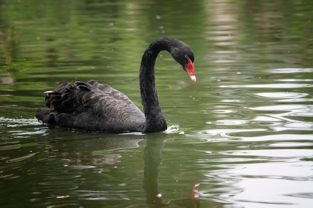 Cisne negro visto solo buscando comida en el río