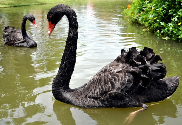 cisne negro