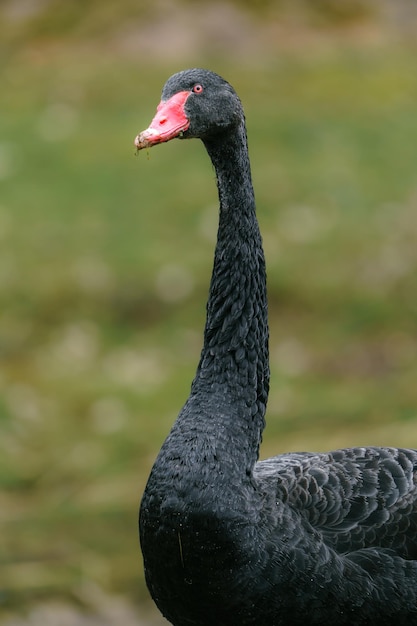 cisne negro