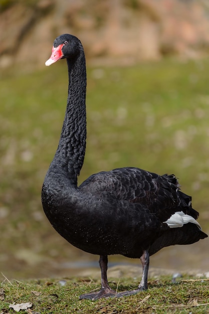 cisne negro