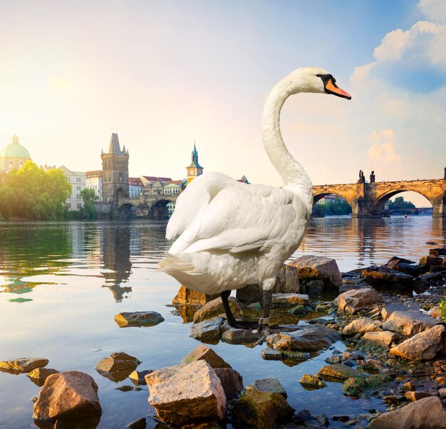 Cisne no rio Vltava