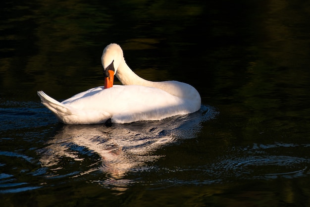 Cisne no rio