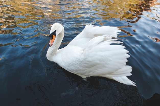 Foto cisne no rio