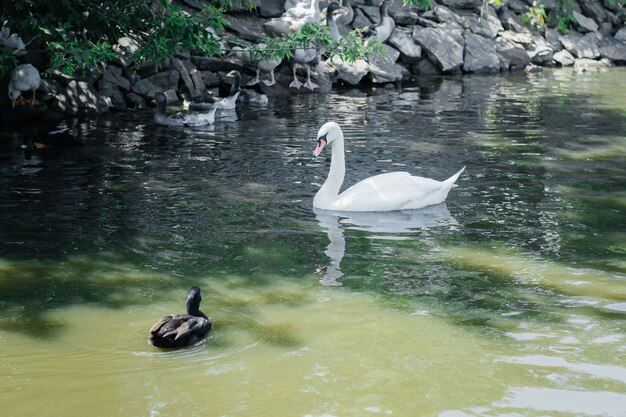 Cisne y pato salvaje flotando en el río.