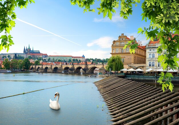 Foto cisne perto da ponte carlos