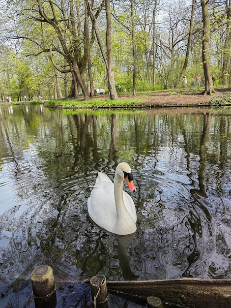 Foto un cisne está de pie en el agua con un hombre en un cisne blanco