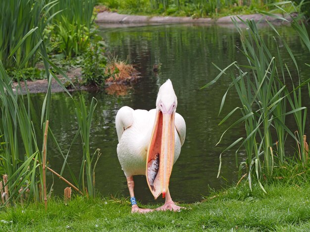 Foto el cisne de pie en el lago