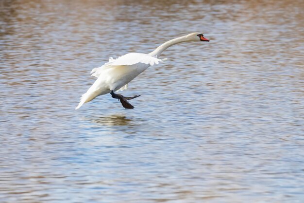 Cisne pousando na água