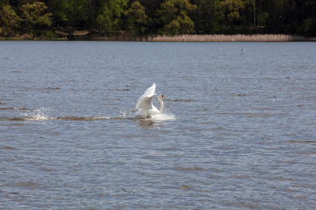 Cisne en primavera