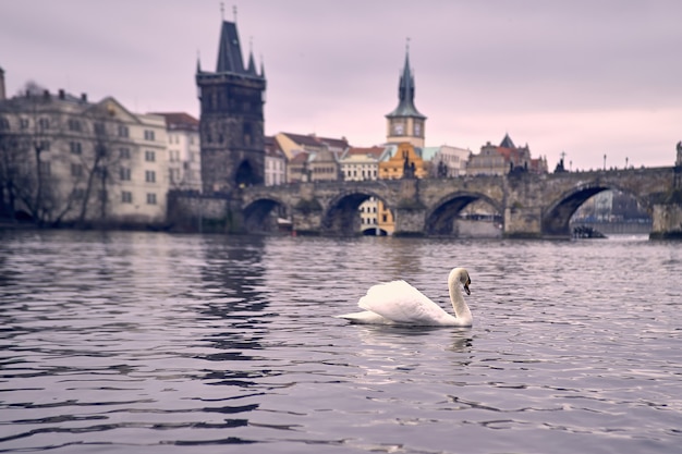 Foto cisne en primer plano con el puente de carlos al fondo